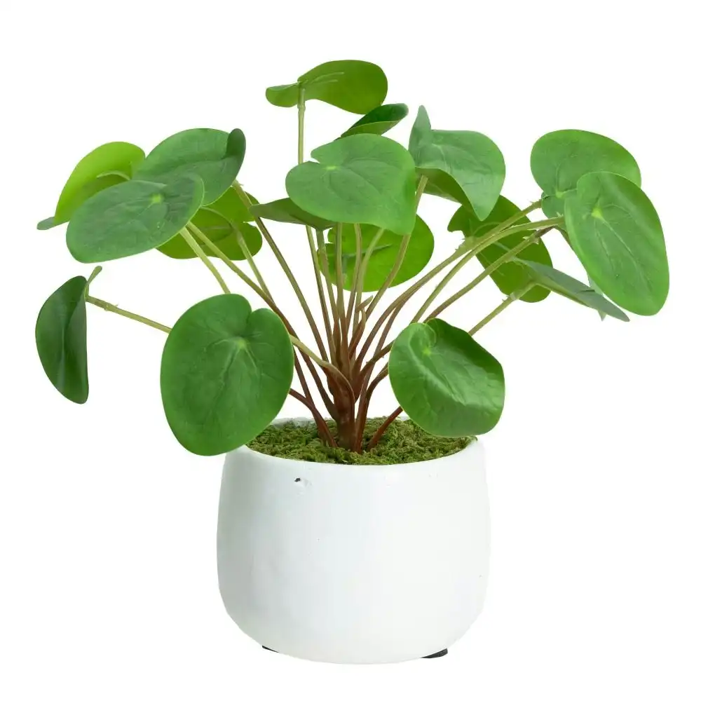 Glamorous Fusion Money Plant Artificial Fake Plant Flower Decorative 27cm In Pot