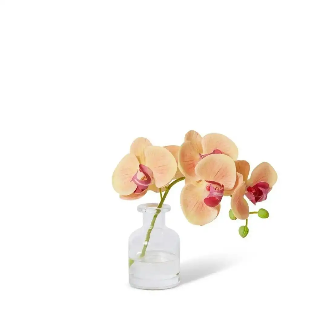 Elme Phalaenopsis Orchid in Vase - Apricot - 25x10x20cm