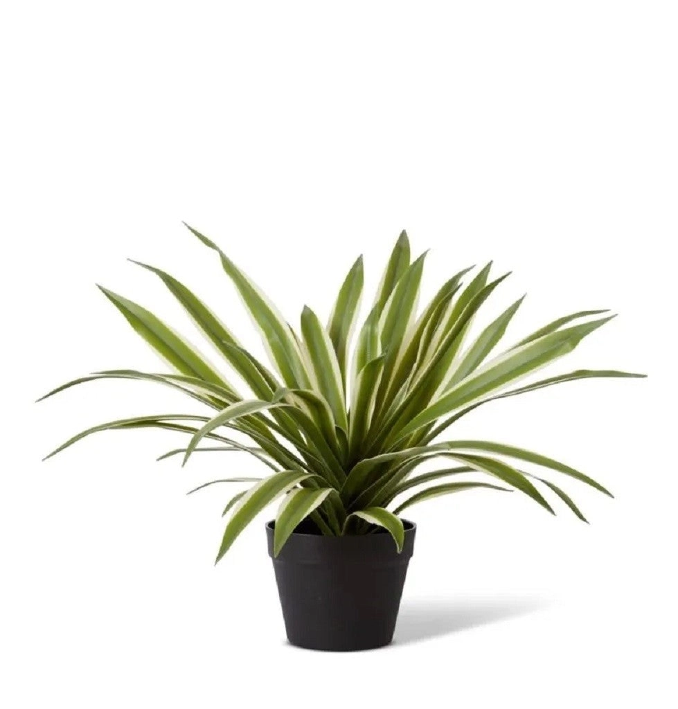 Elme Sisal Agave Potted Variegated 50x50x41cm