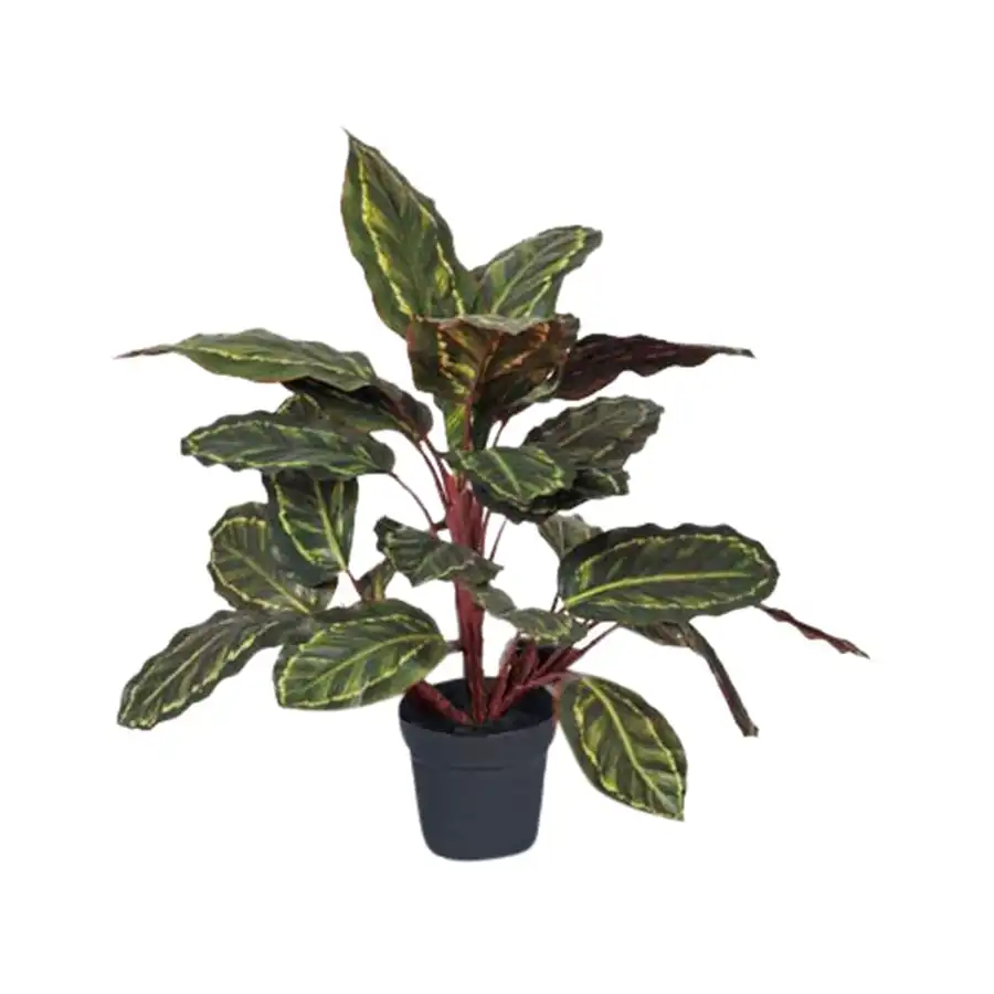 Willow & Silk Artificial/Faux 48cm Calathea Plant in Pot