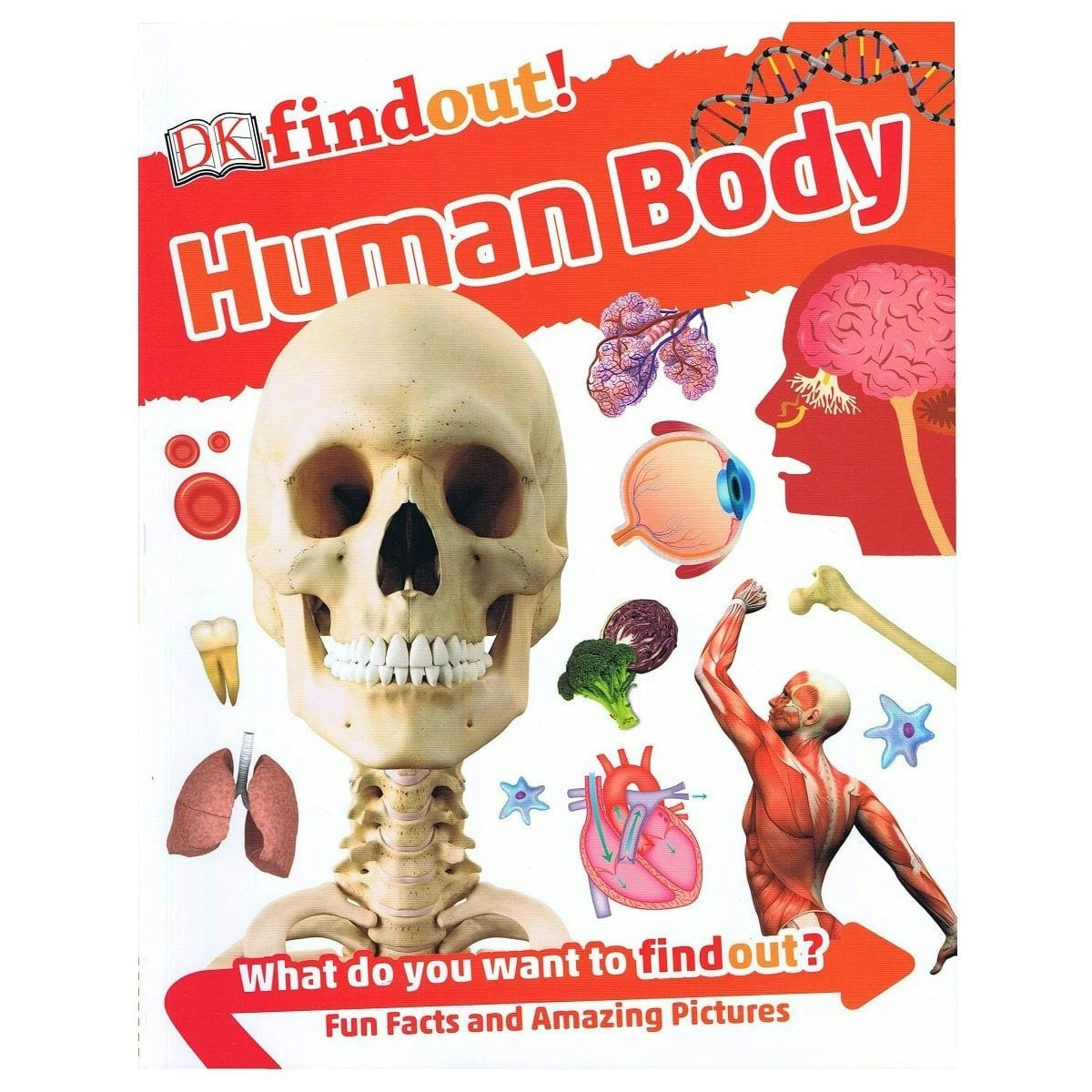 Promotional Dk Findout! Human Body