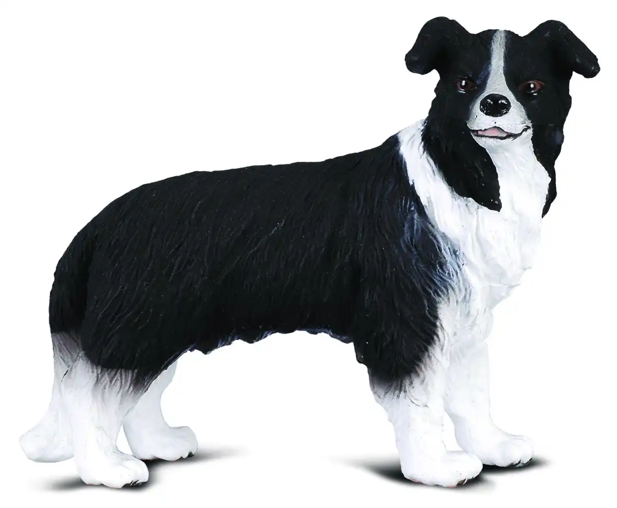 Collecta - Border Collie Dog Medium Animal Figurine