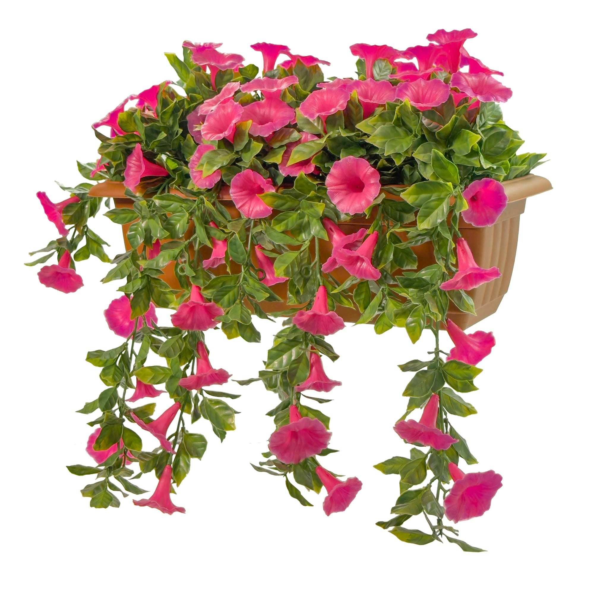 Balcony Hanging Planters - Petunia (Morning Glory) - Pink 50cm Outdoor