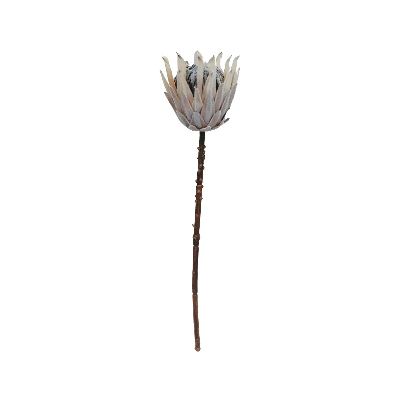 Artificial Flowers - Queen Protea Dried 70cm