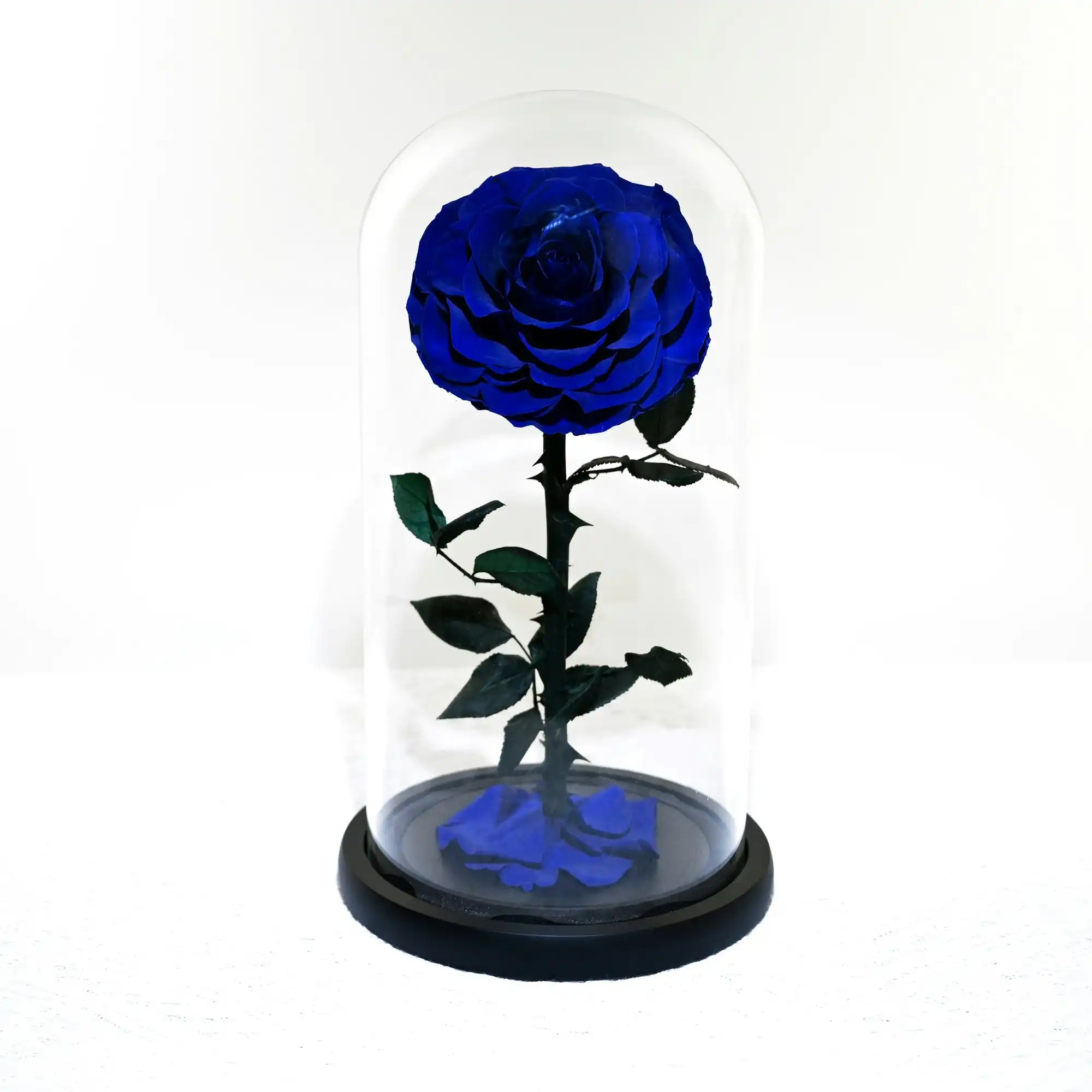 Vistara Timeless Rose - Natural 30cm Blue Preserved Rose