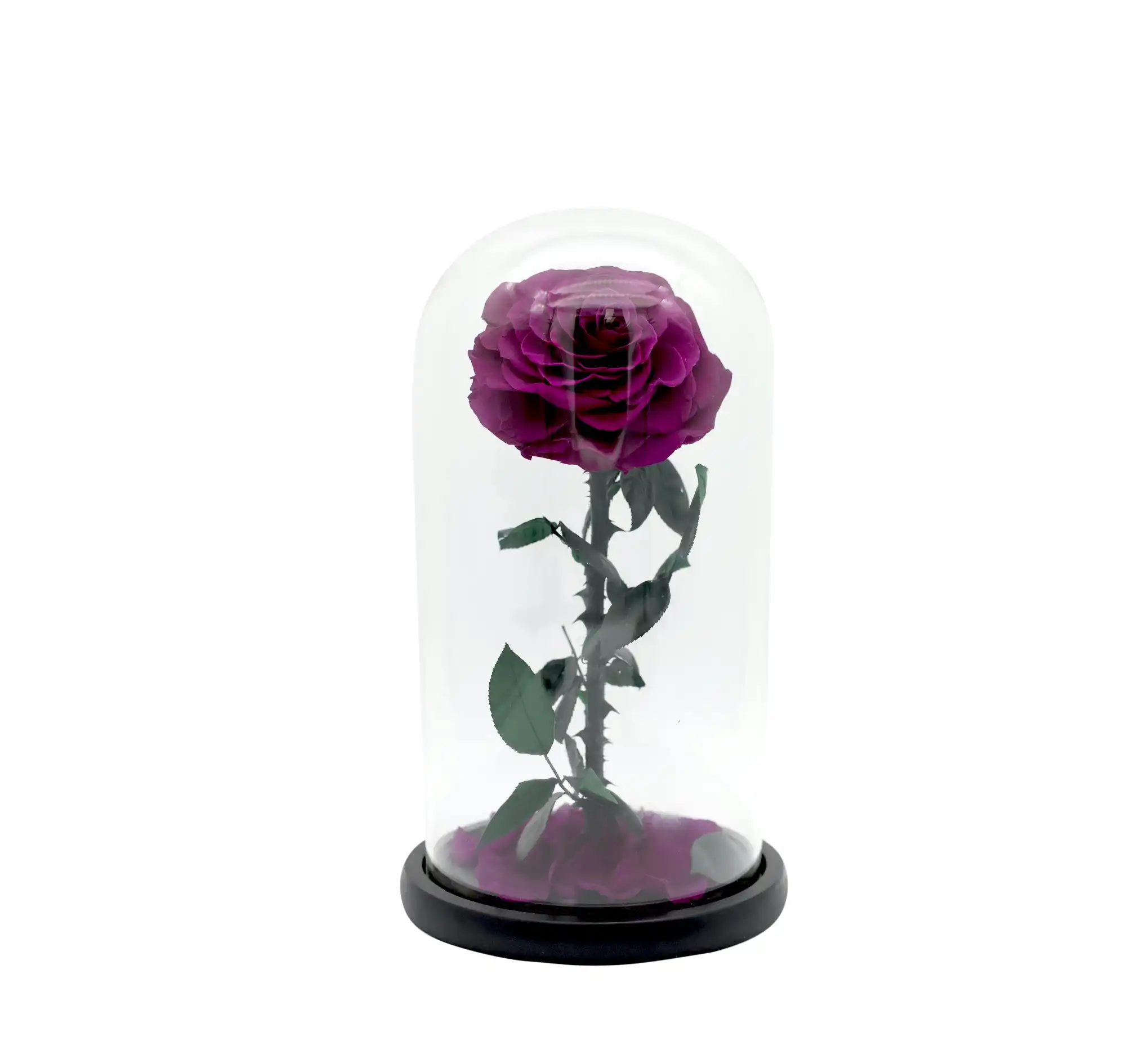 Vistara Timeless Rose - Natural 30cm Purple Preserved Rose
