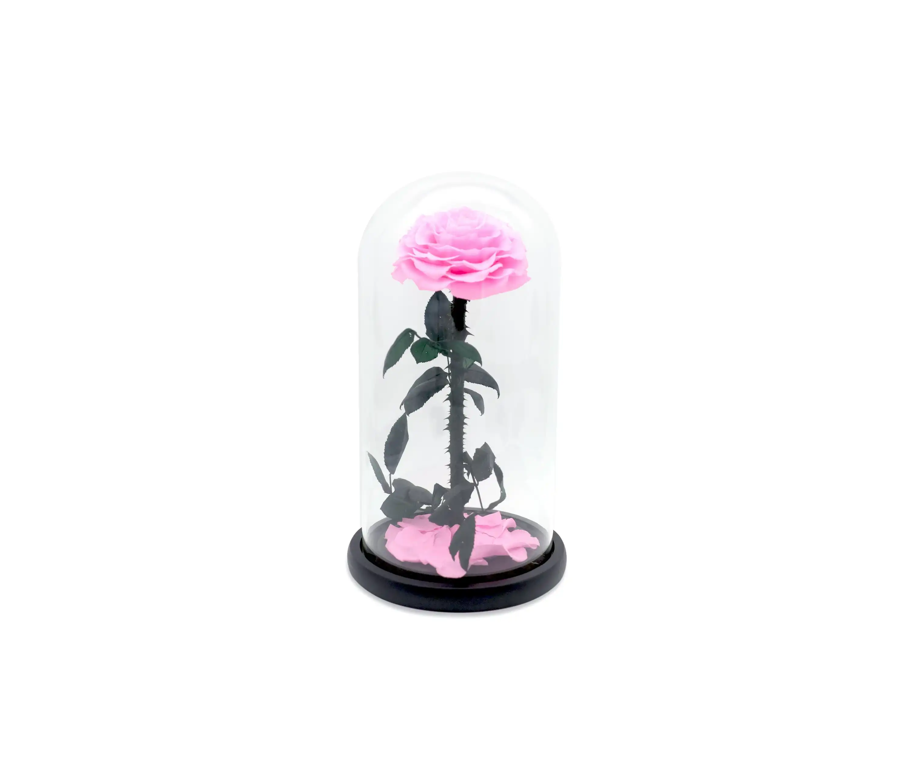 Vistara Timeless Rose - Natural 30cm Pink Preserved Rose