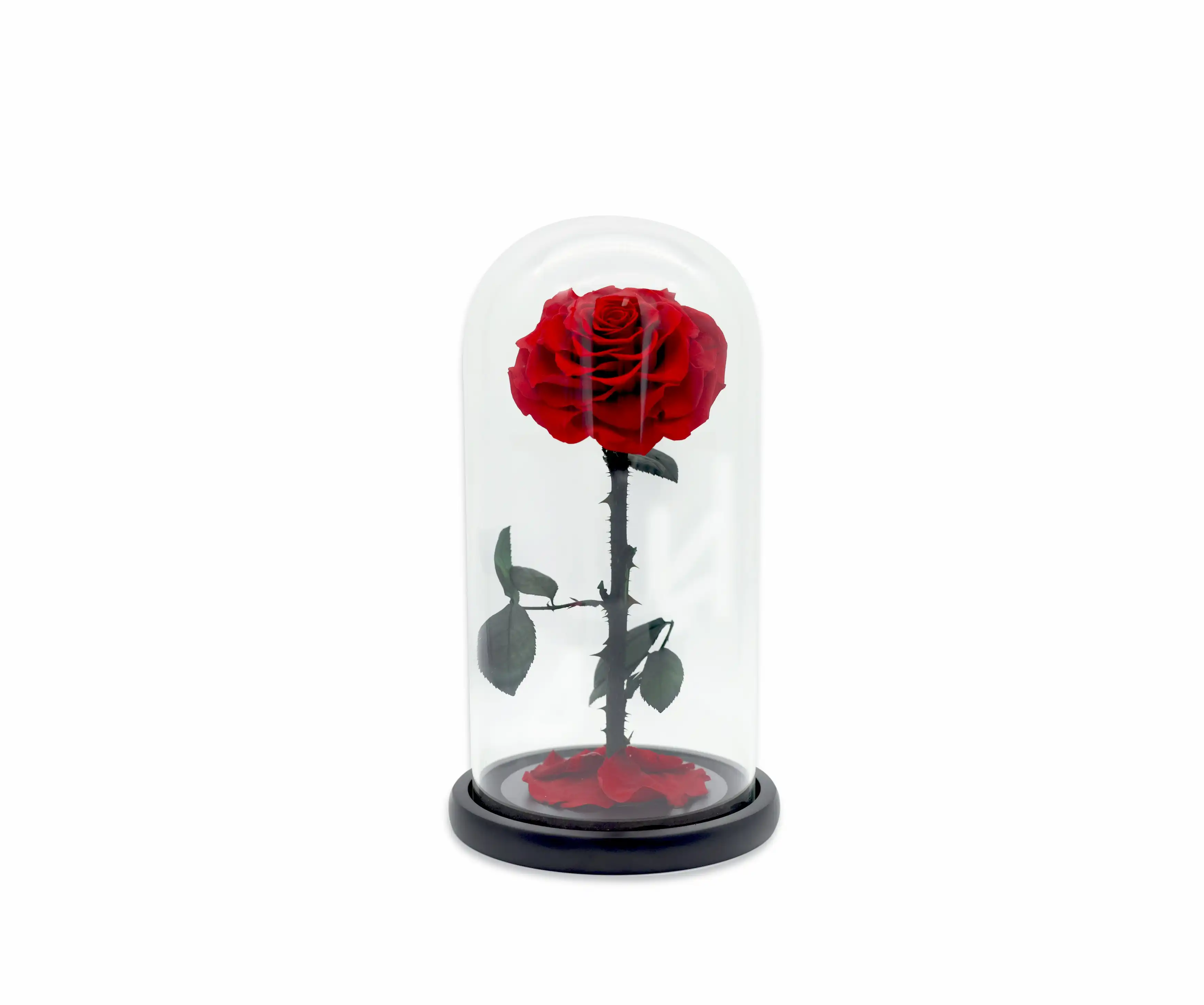 Vistara Timeless Rose - Natural 30cm Red Preserved Rose