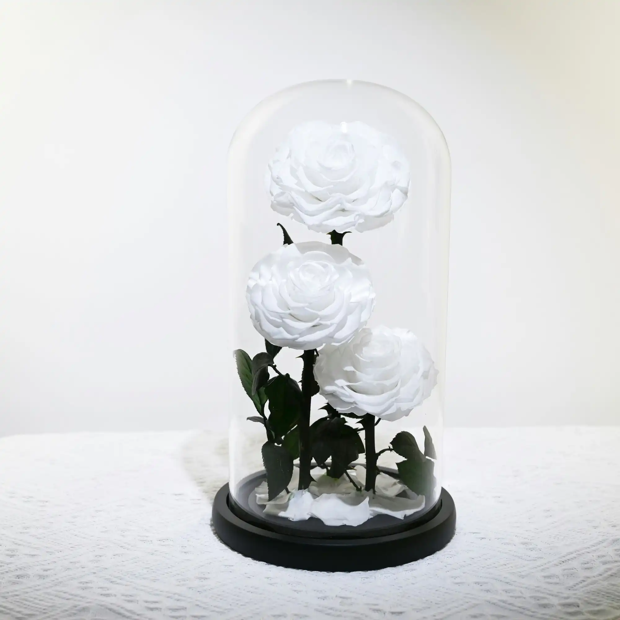 Vistara Timeless Rose - Natural 30cm 3 White Preserved Roses