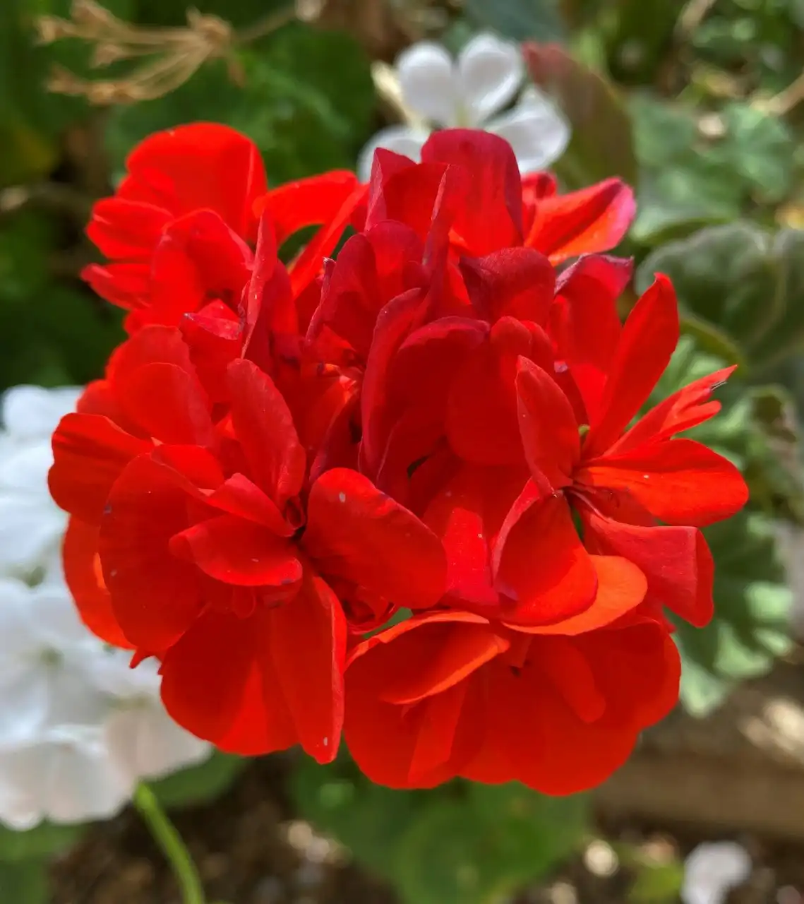 Geranium Classic Red,  tube stock or Potted