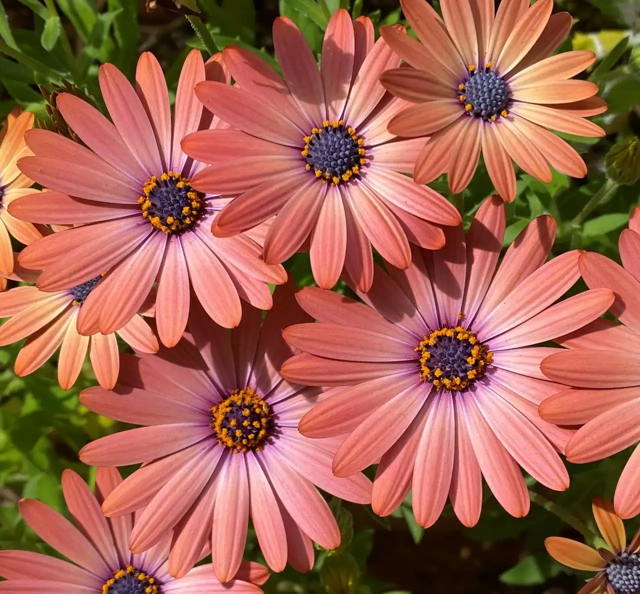 Osteospermum Serenity Rose Magic Cuttings or Potted..