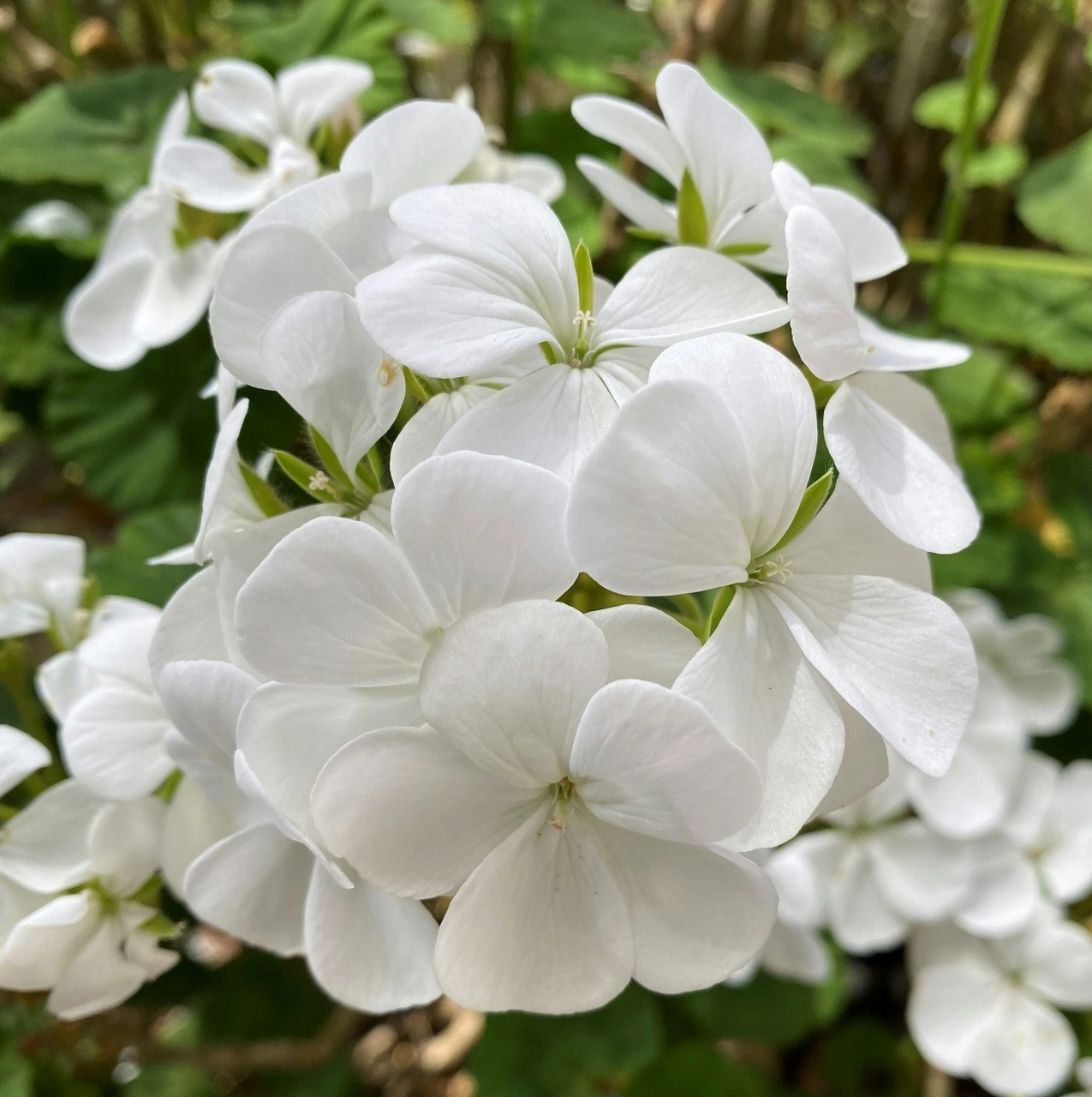 Geranium/Pelargonium Pure White, tube stock or potted