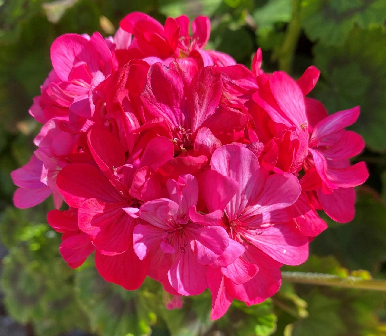 Geranium/Pelargonium Deep Pink..