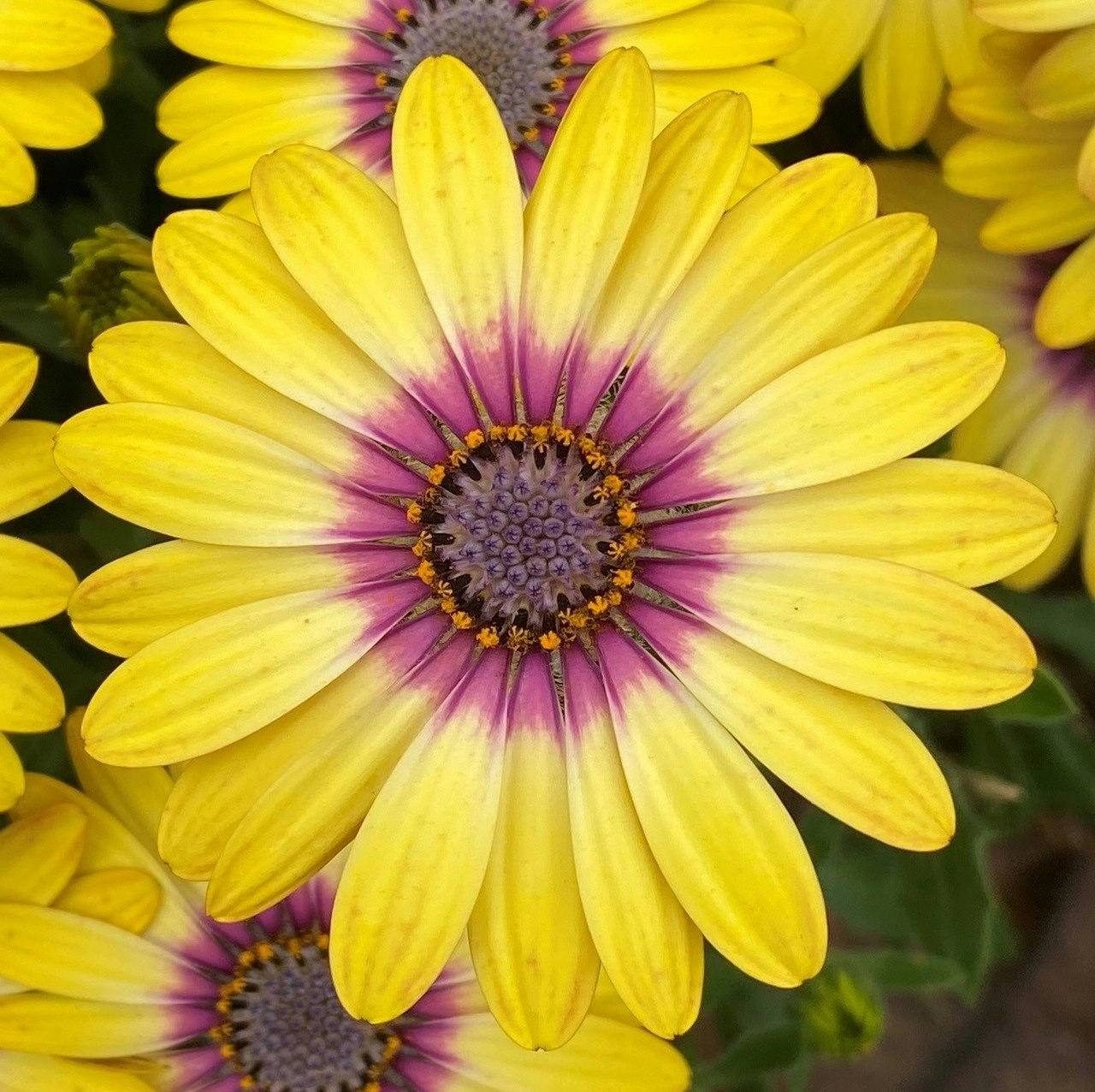 Osteospermum Blue Eyed Beauty (African Daisy)..