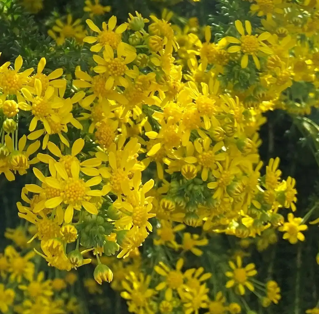 Euryops Virgineus Live Plant. Frost hardy, winter flowering.