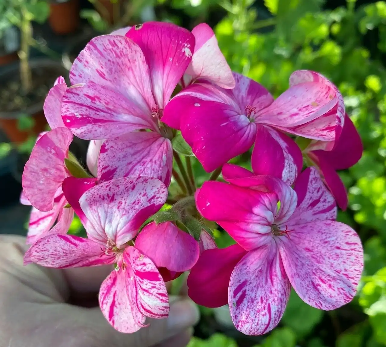 Geranium Garden Jewels cuttings or potted plant