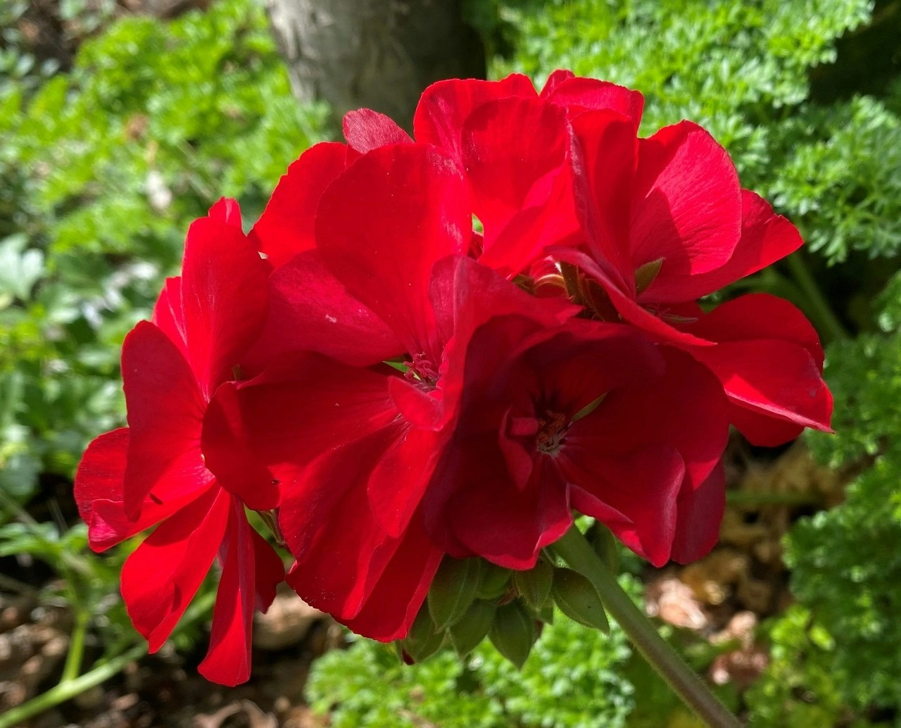 Geranium Big Red  Live Cuttings or Potted Plant