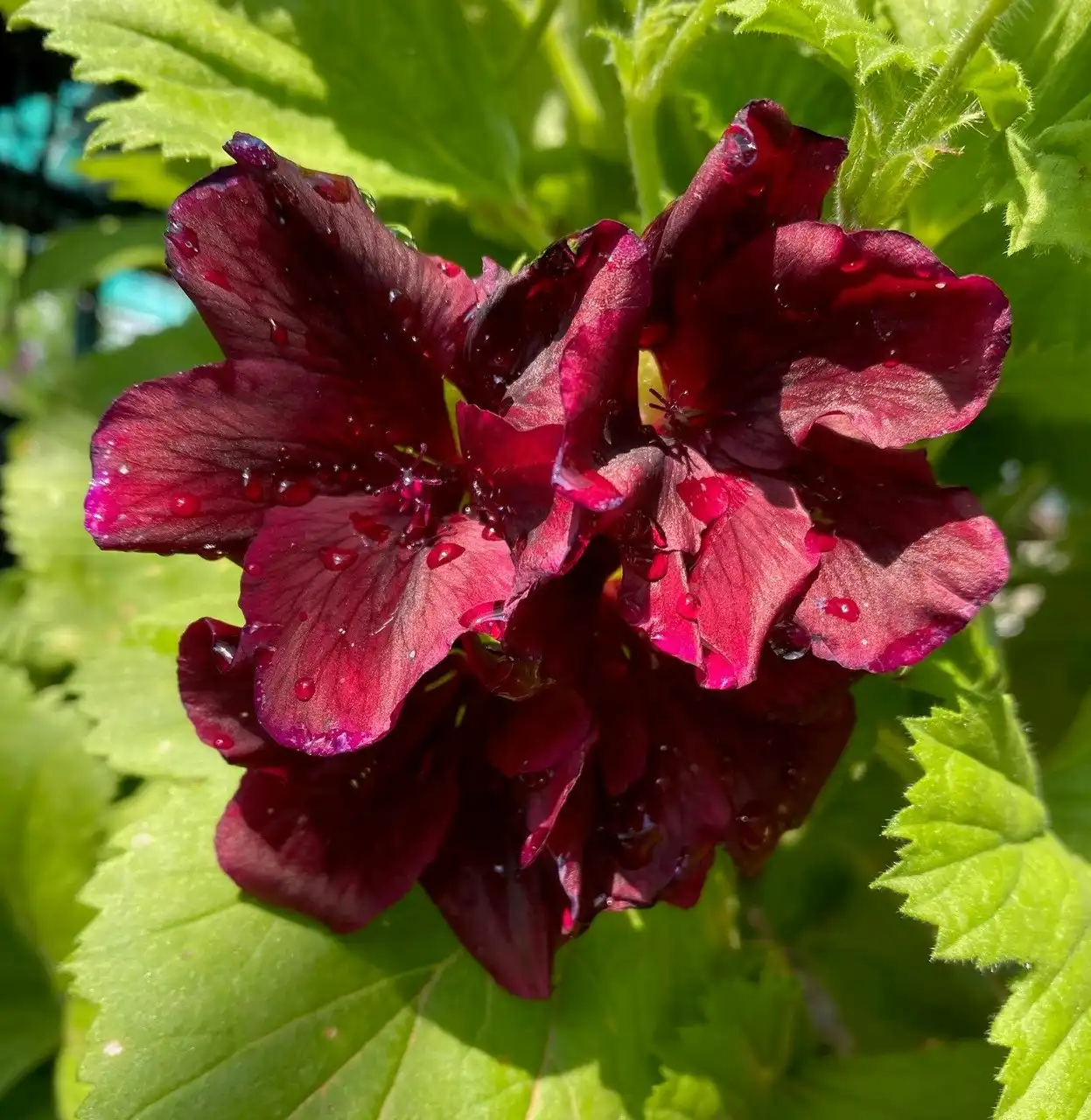 Geranium Pelargonium Dark Secret Live Cuttings or Potted Plant