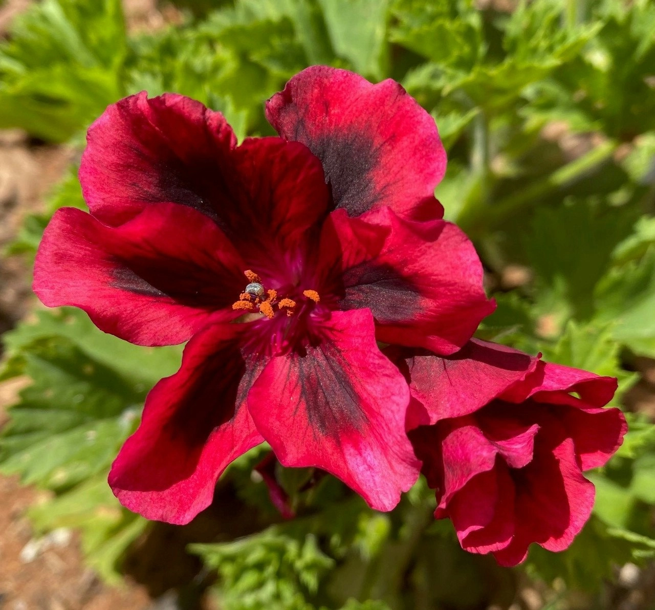 Geranium Pelargonium Aldwyck Live Cuttings or Potted Plant