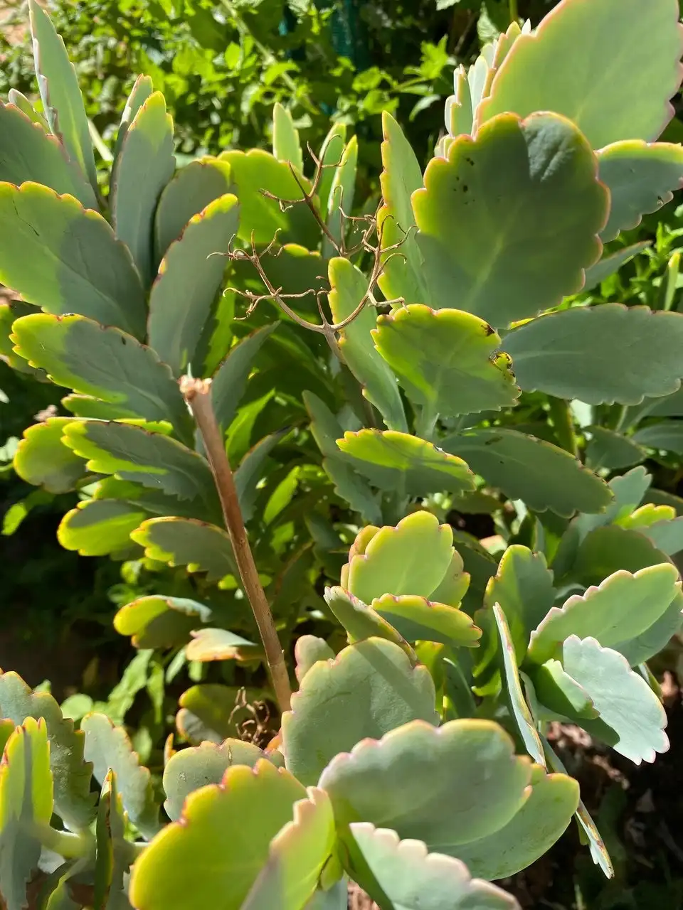 Kalanchoe Succulent Lavender Scallops Live Plant Cuttings or Potted