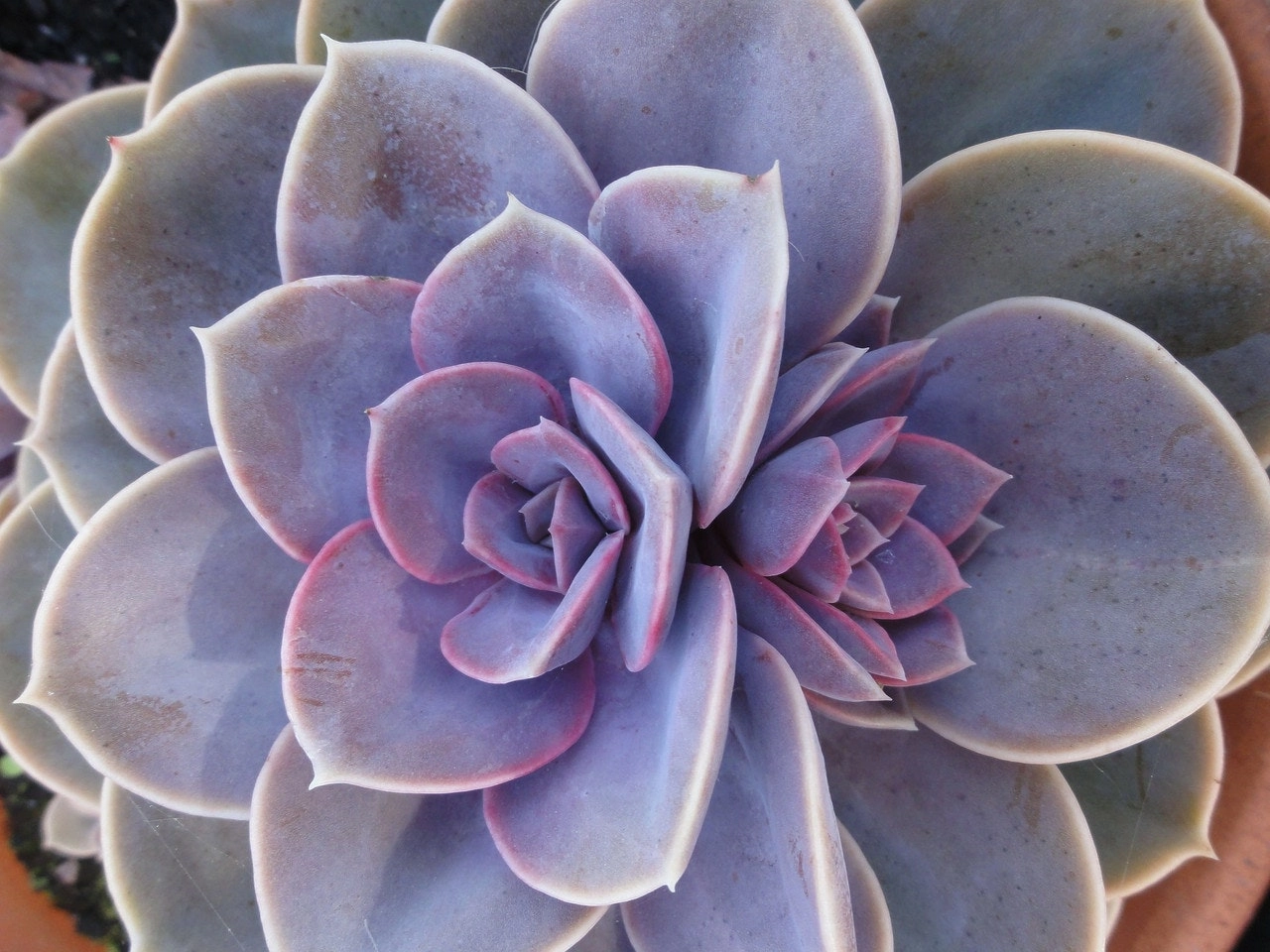 Graptopetalum Purple Delight Succulent Live Plant