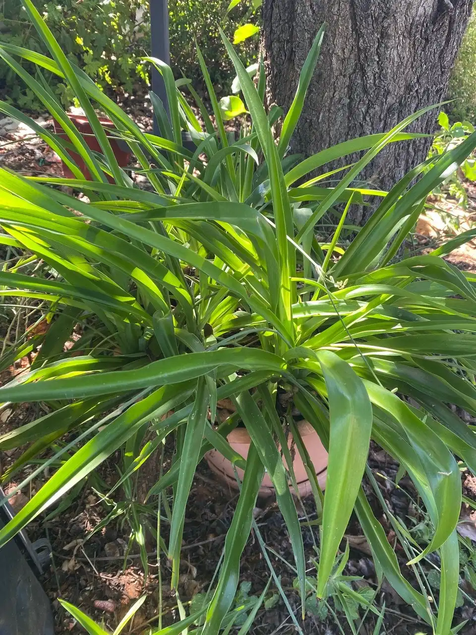 Green Spider Plant (non-variegated) Live Potted Plant
