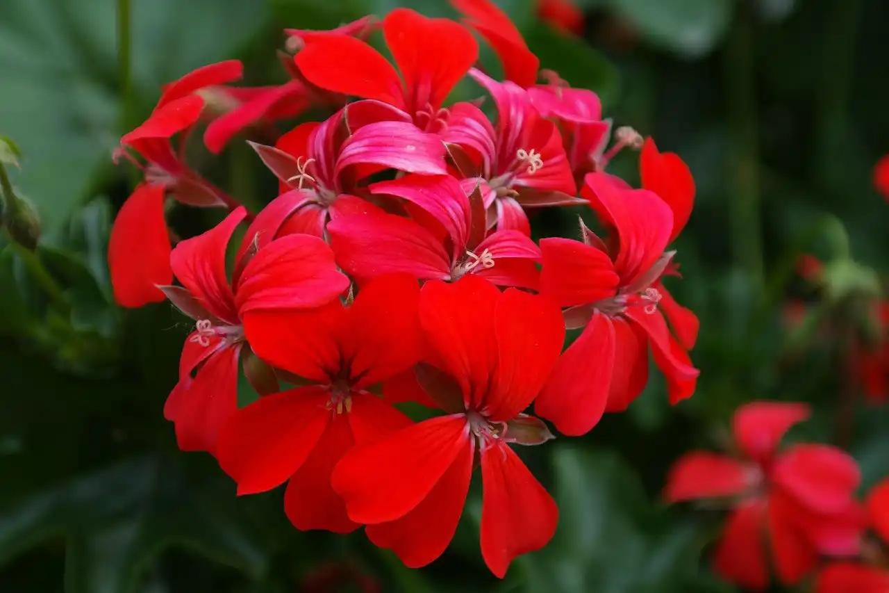 Ivy Geranium Red Live Tubestock or Potted Plant