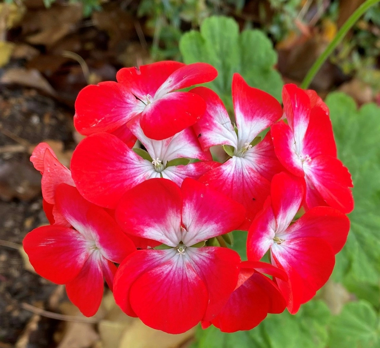 Geranium Winston Churchill Live Tubestock or Potted Plant