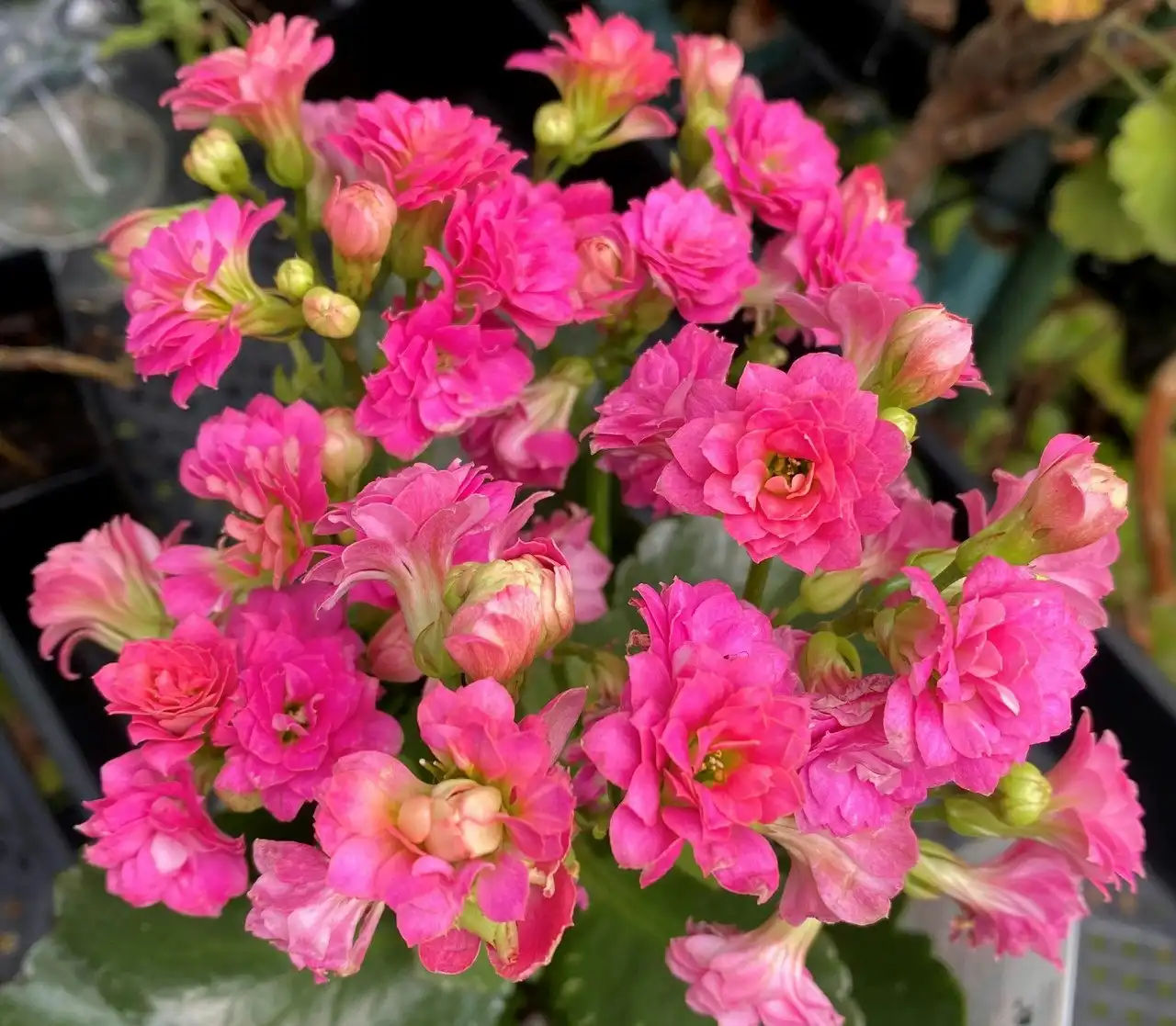 Kalanchoe Succulent Calandiva Pink Live Potted Plant