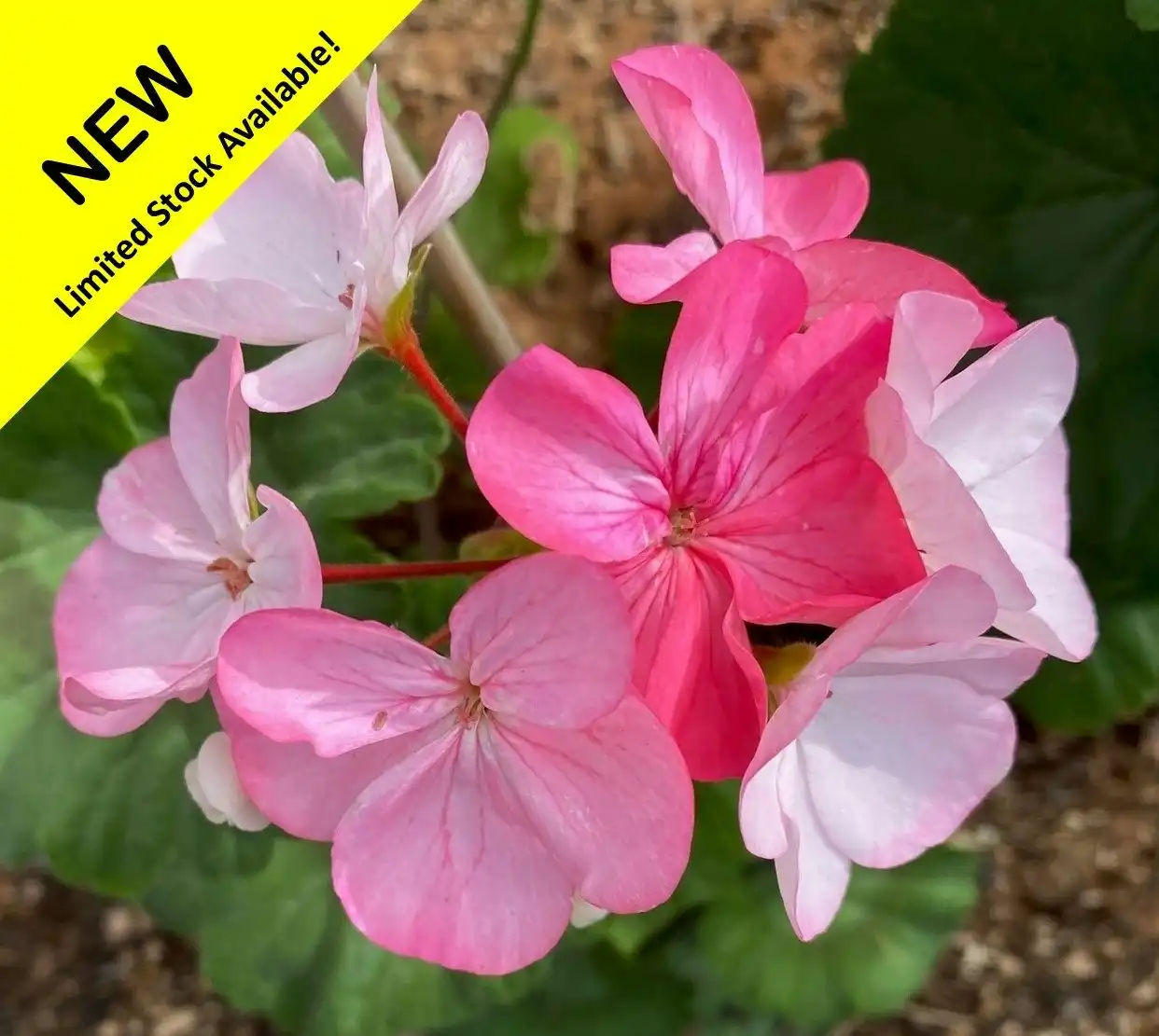 Geranium Multicolour Live Tubestock or Potted Plant