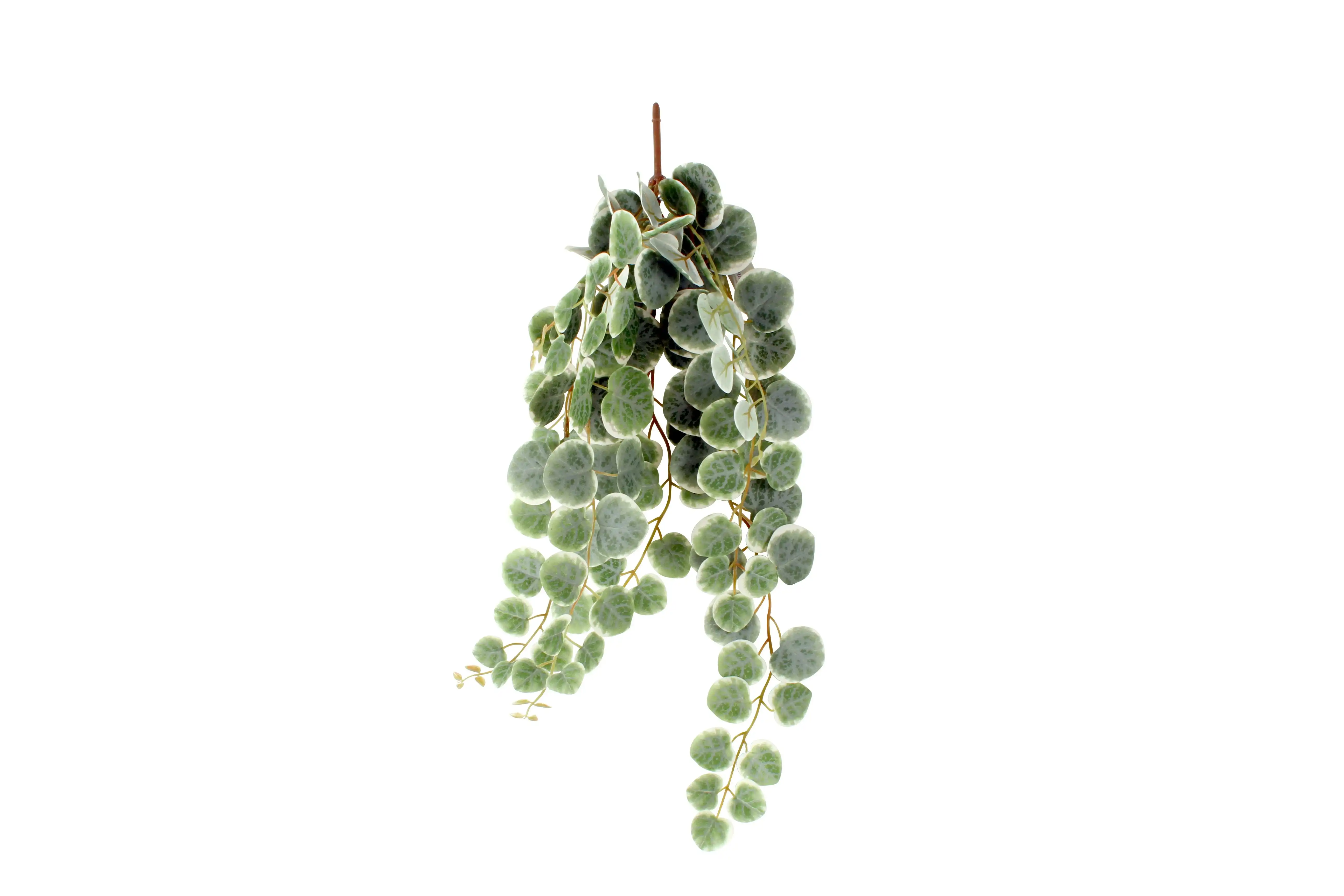 Peperomia Stem 58 cm