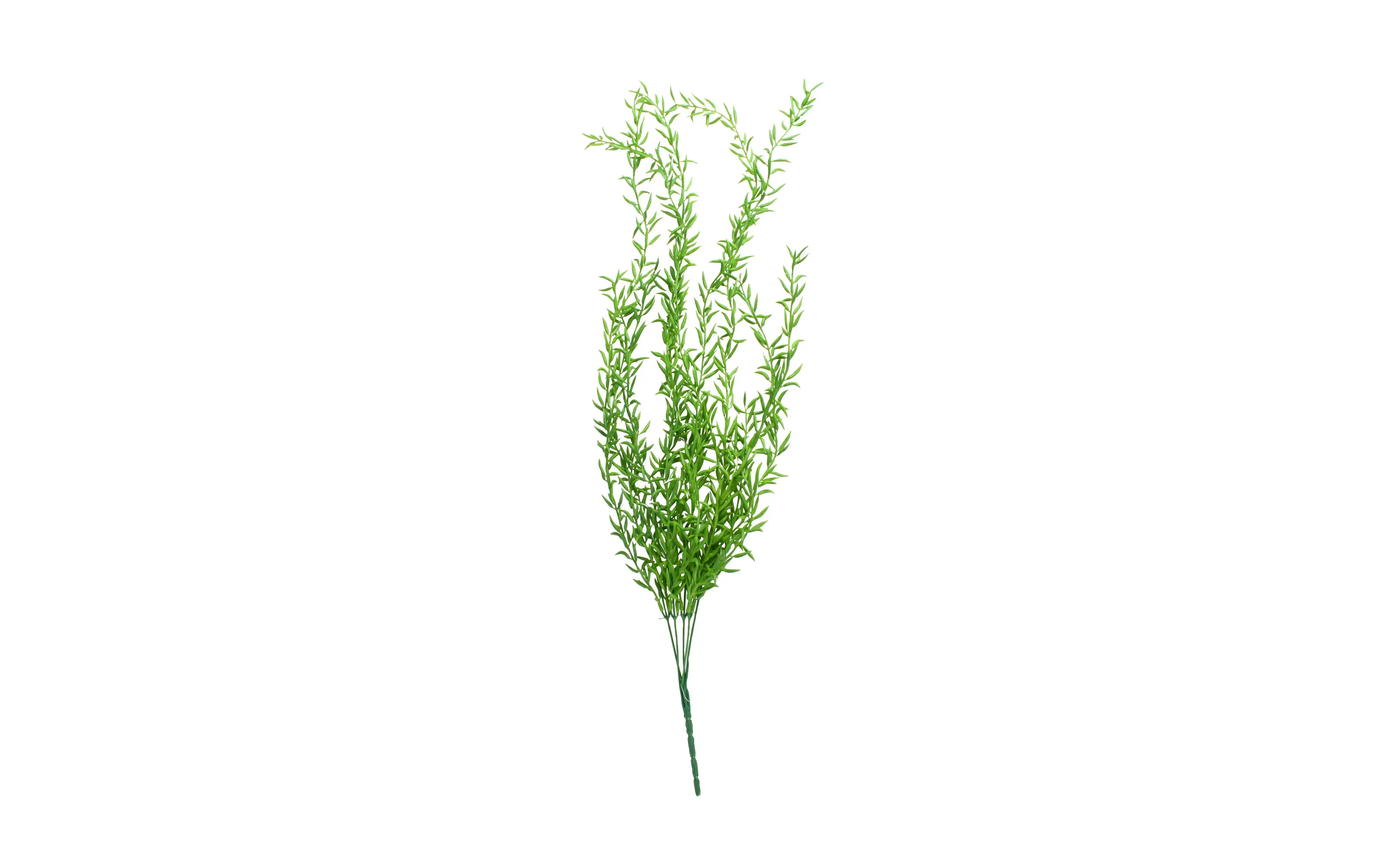 Alyssum Cascading Plant 79cm