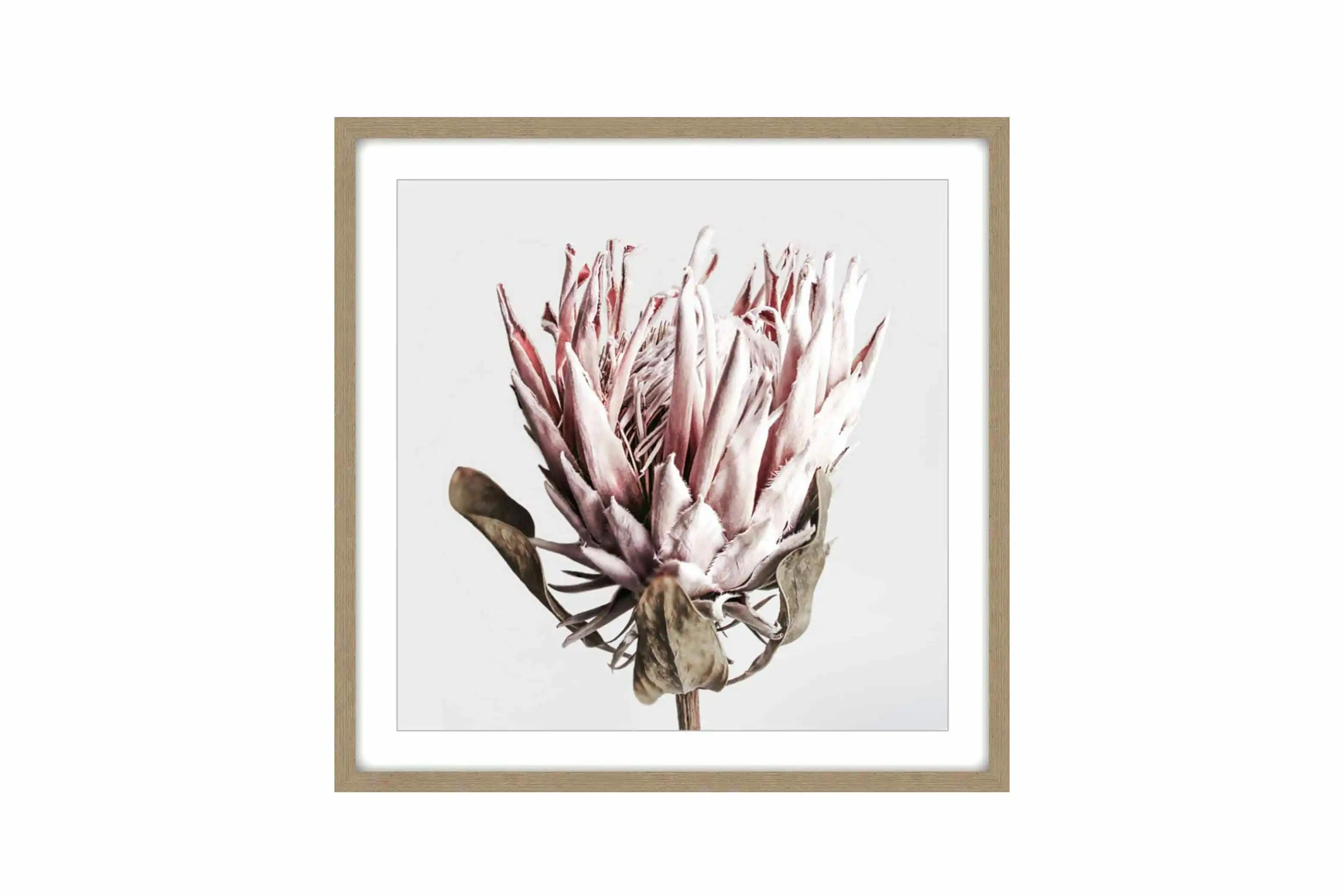 Madie Dried Protea Canvas In Timber Frme 80 x 80 x 3.3cm