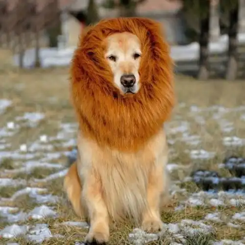 Large breed dog HALLOWEEN Festival Party Costume Lion Mane Wig in 4 colours