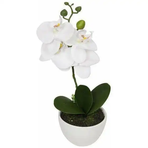 Orchid Plant In White Pot