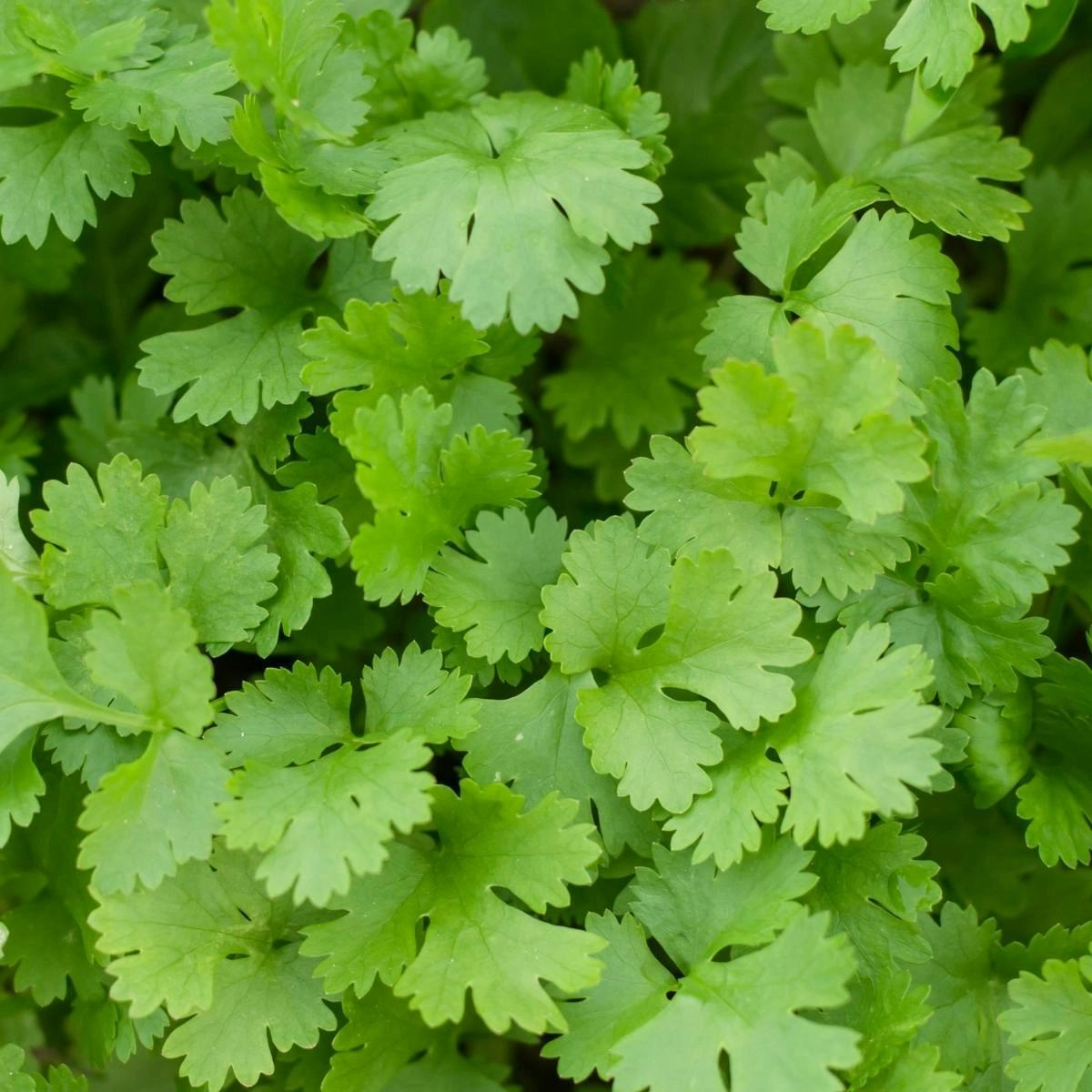 Coriander- Slow bolt