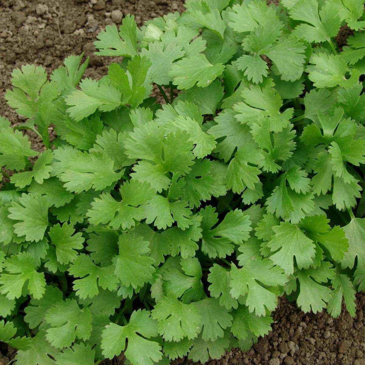 Coriander- Hacor