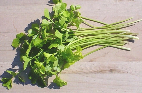 Chinese Celery- Light Green