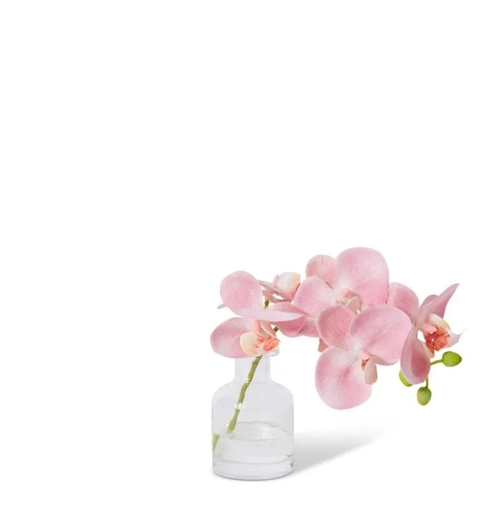 Elme Phalaenopsis Orchid in Vase - 25x10x20cm